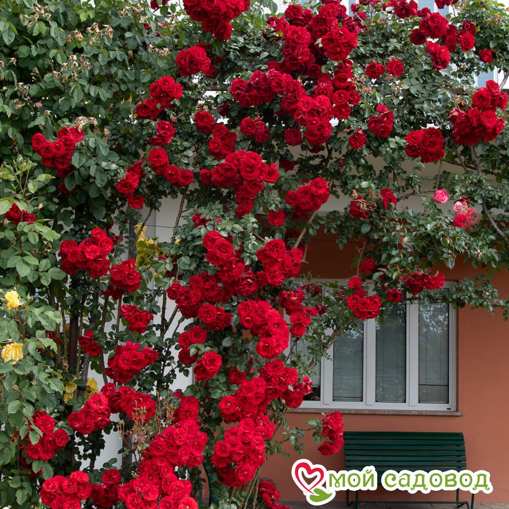 Роза плетистая Амадеус