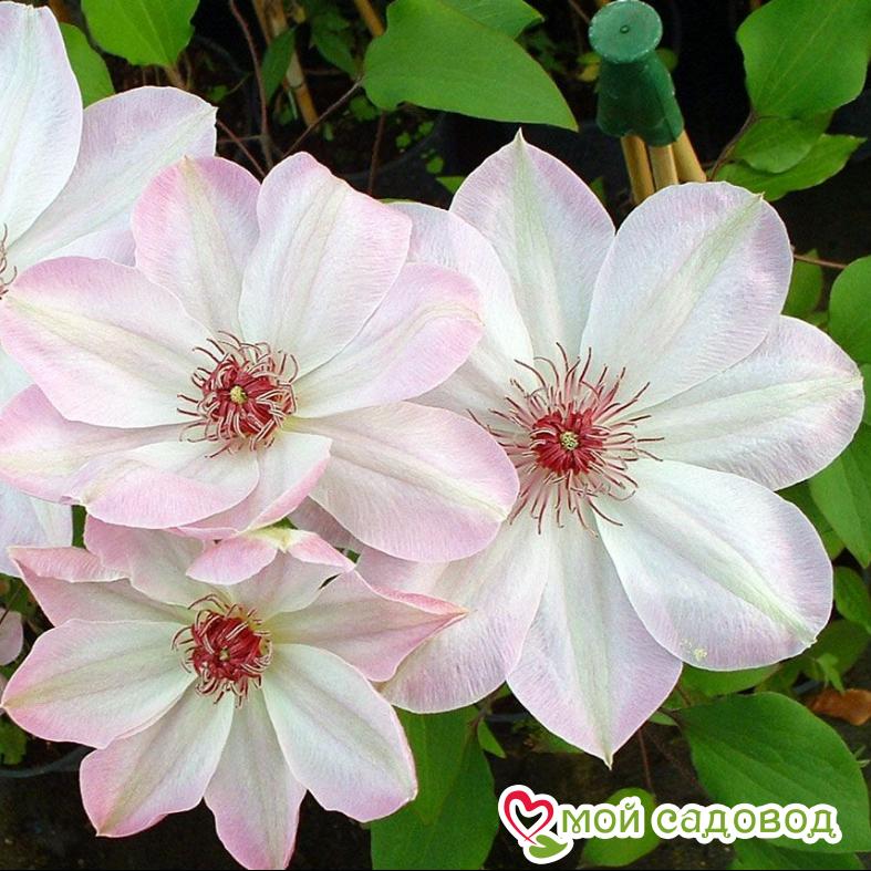 Клематис Дон (Dawn) ЗКС