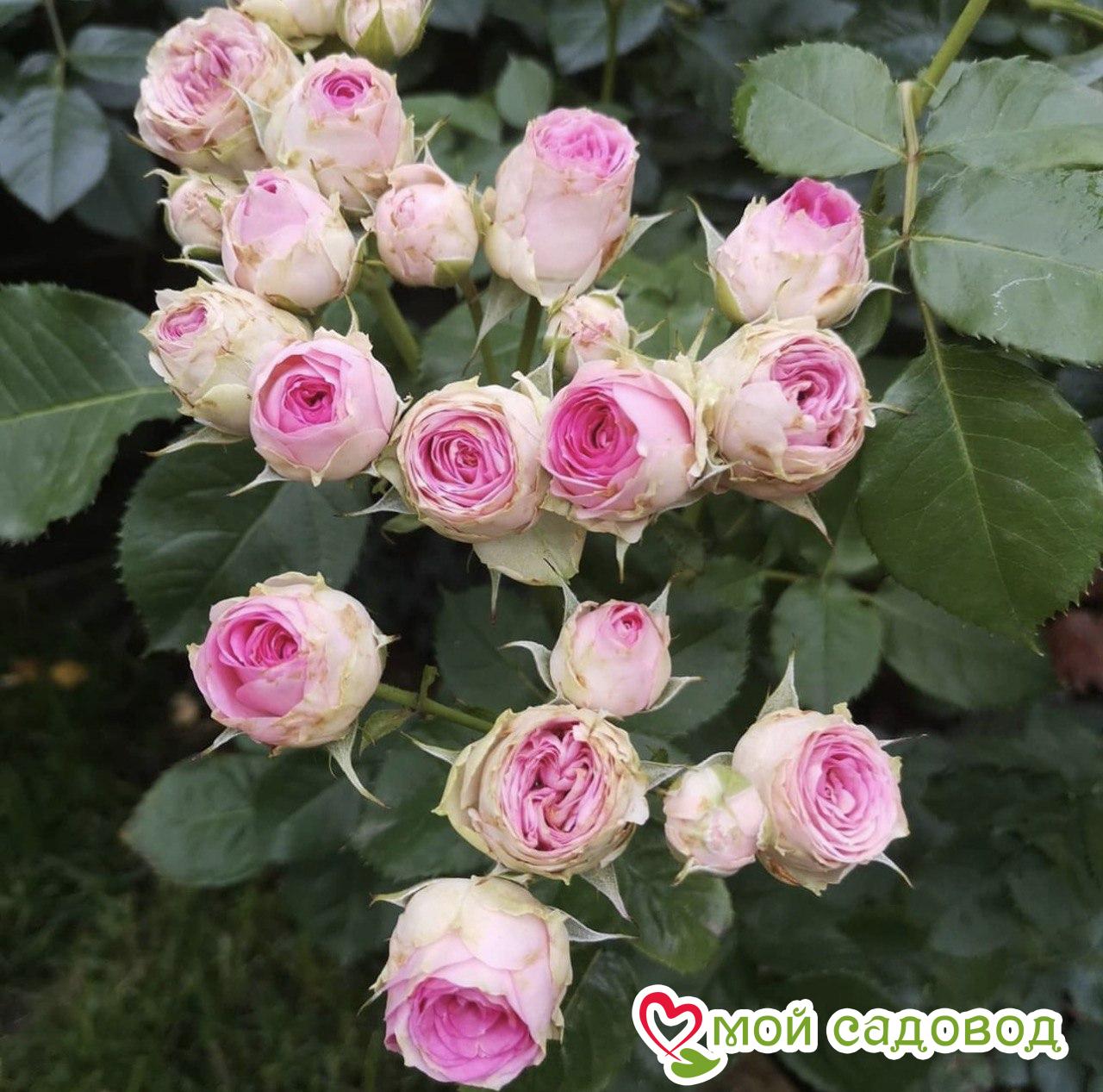 Роза Мими Эден