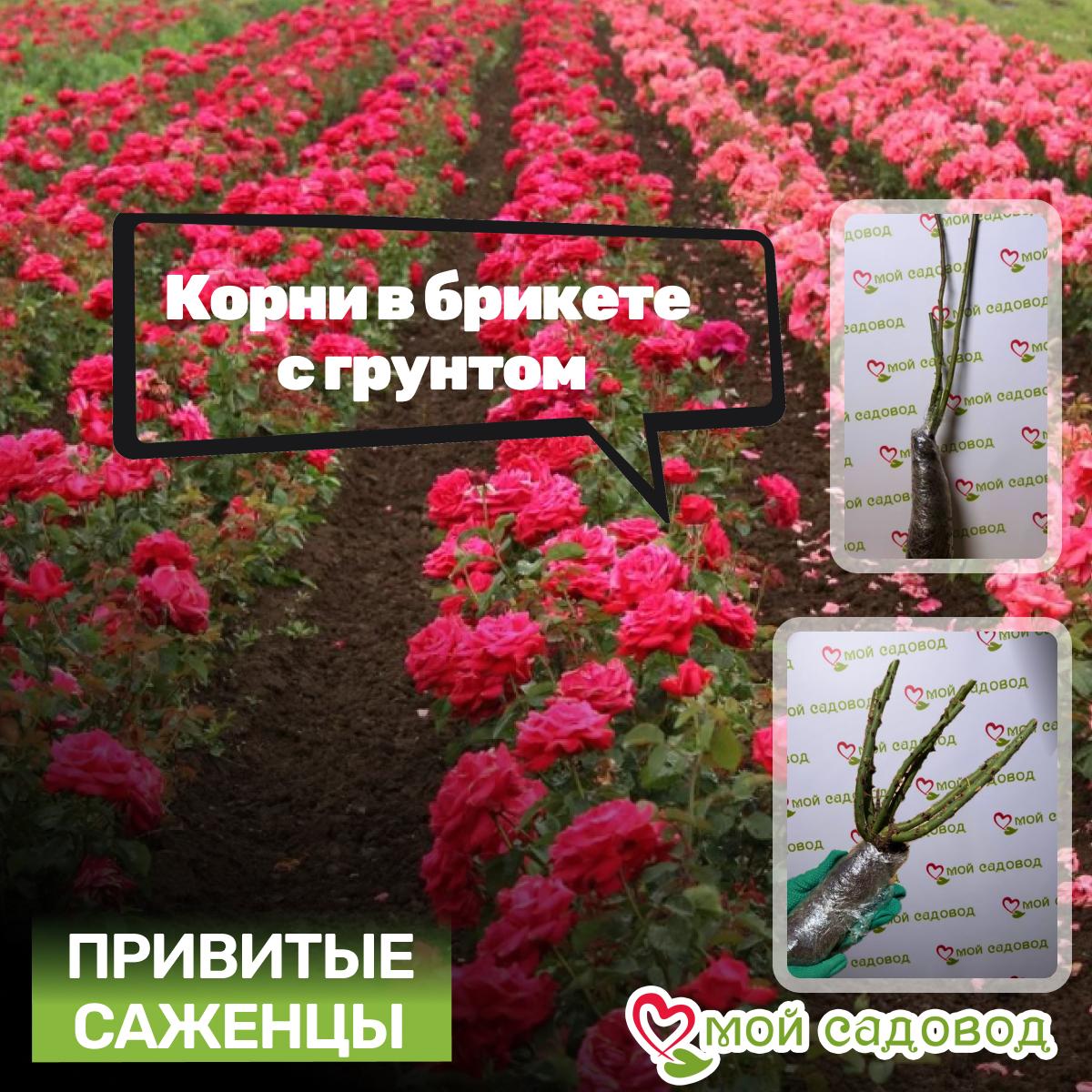 Роза Тесс оф зе Дэрбервилль