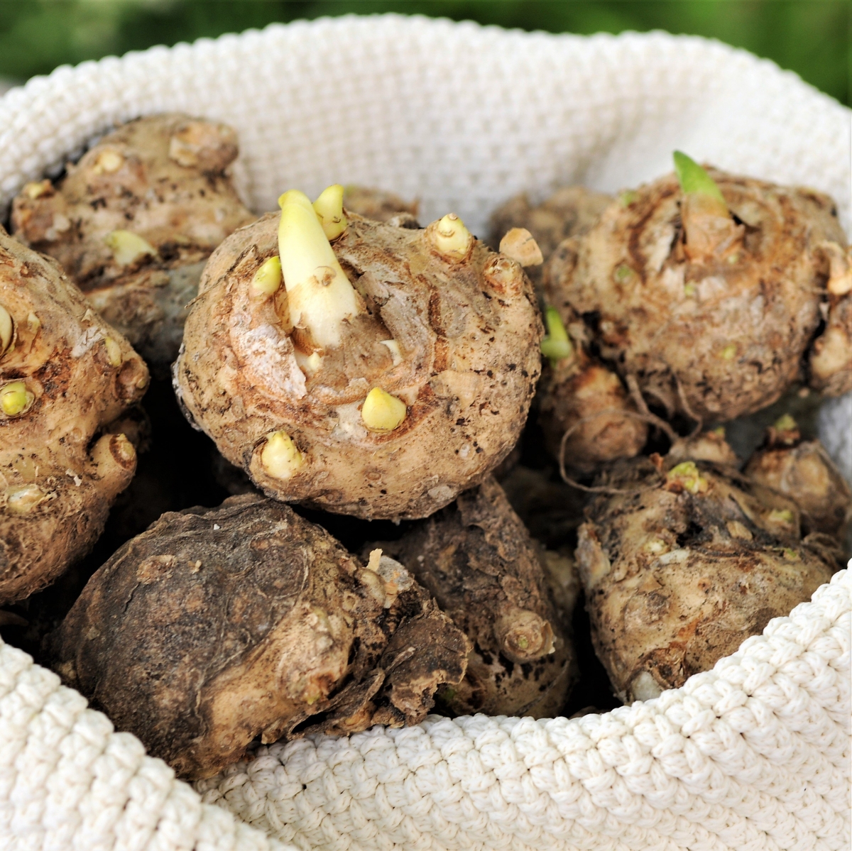 Калла Пич Шиффон