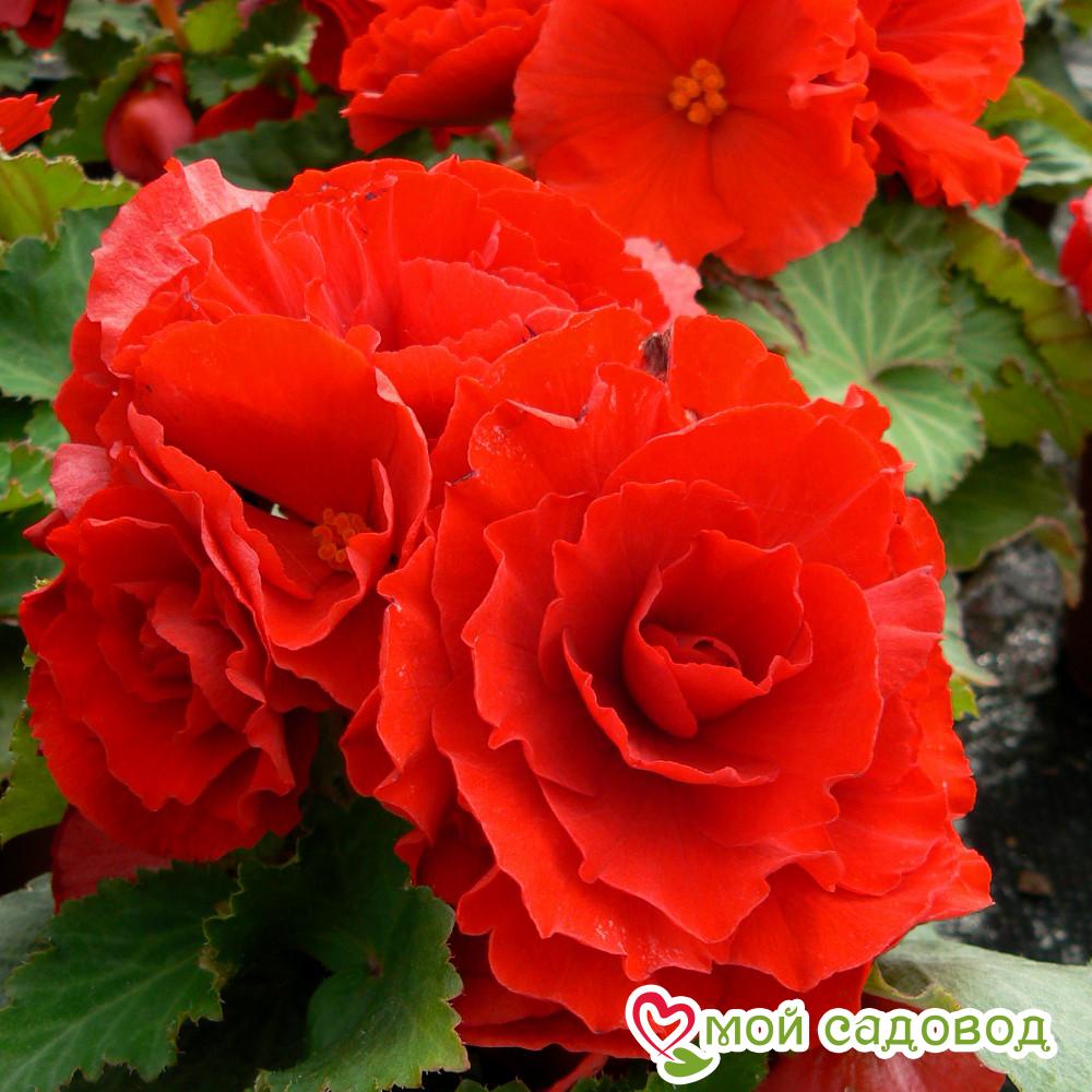 Бегония махровая Скарлет