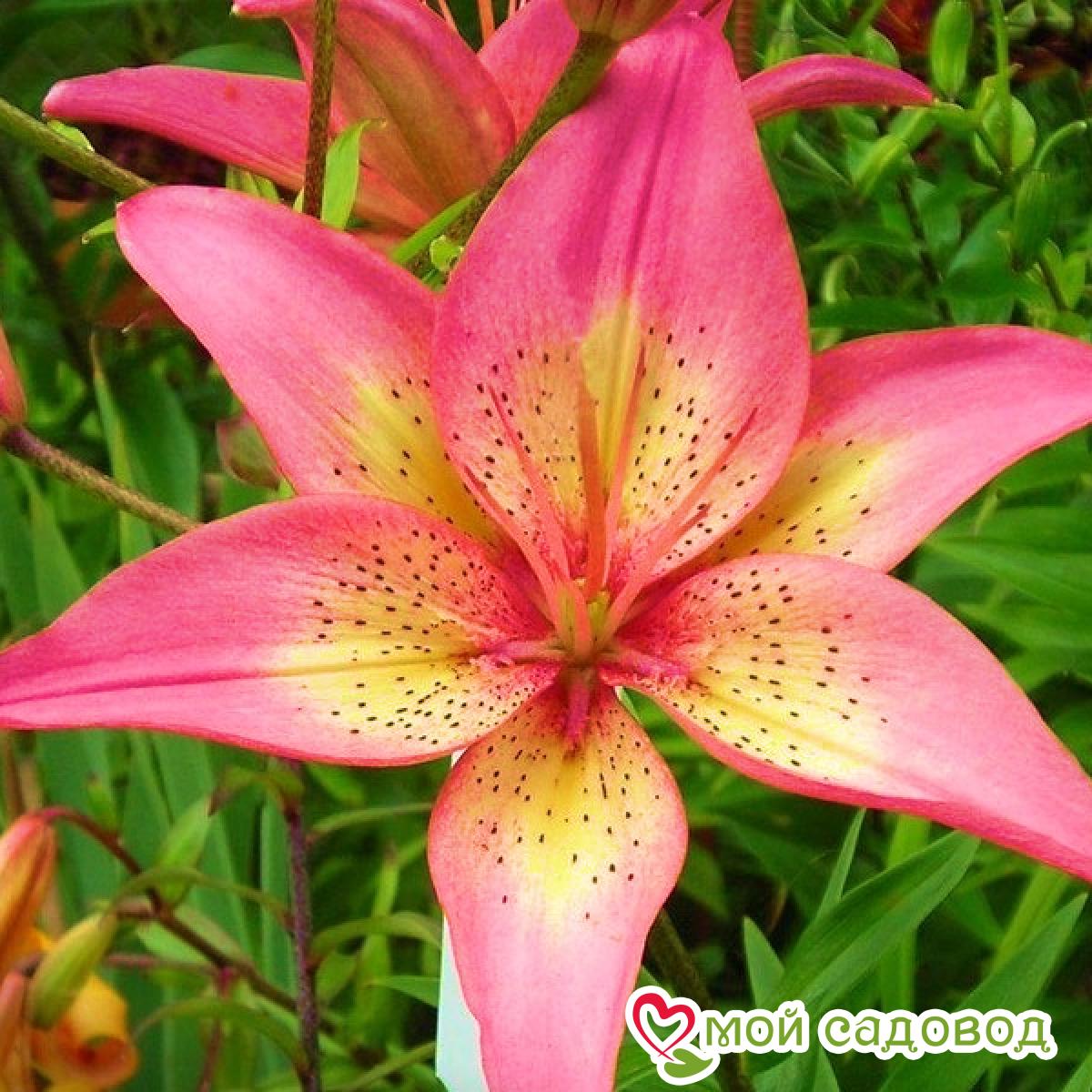 Лилия Трогон азиатская