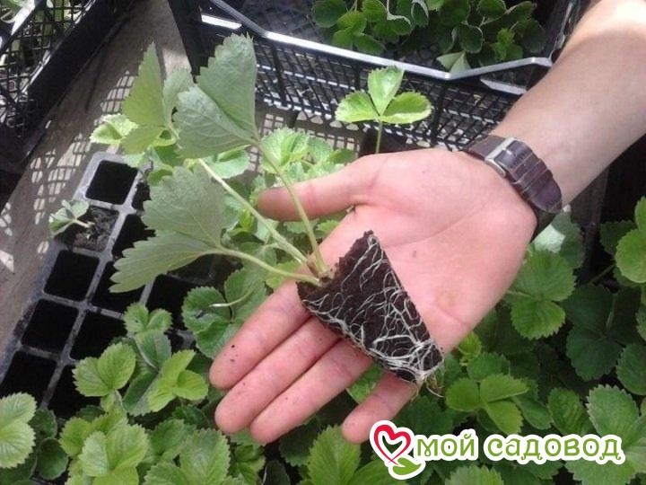 Клубника ампельная Супер Свит